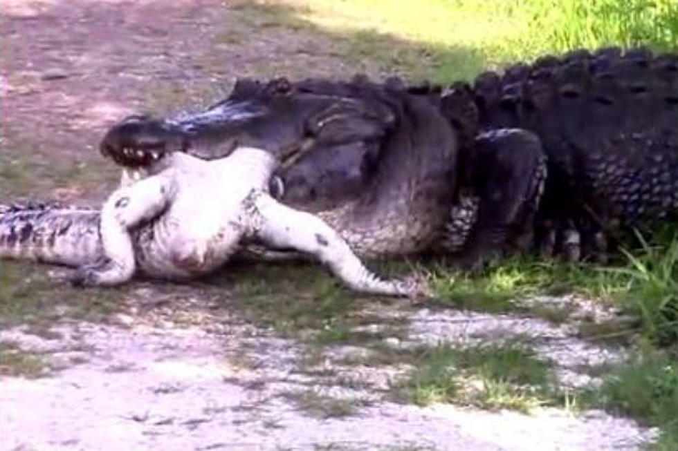 Watch Small Gator Get Eaten By Giant Gator [VIDEO]