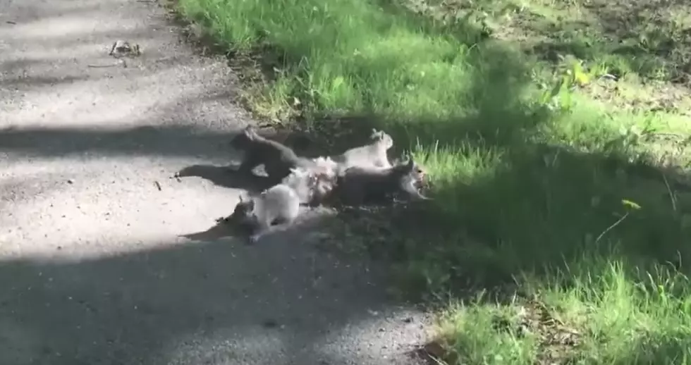 Check Out This Video of 4 Squirrels Tangled by Their Tails in Bangor
