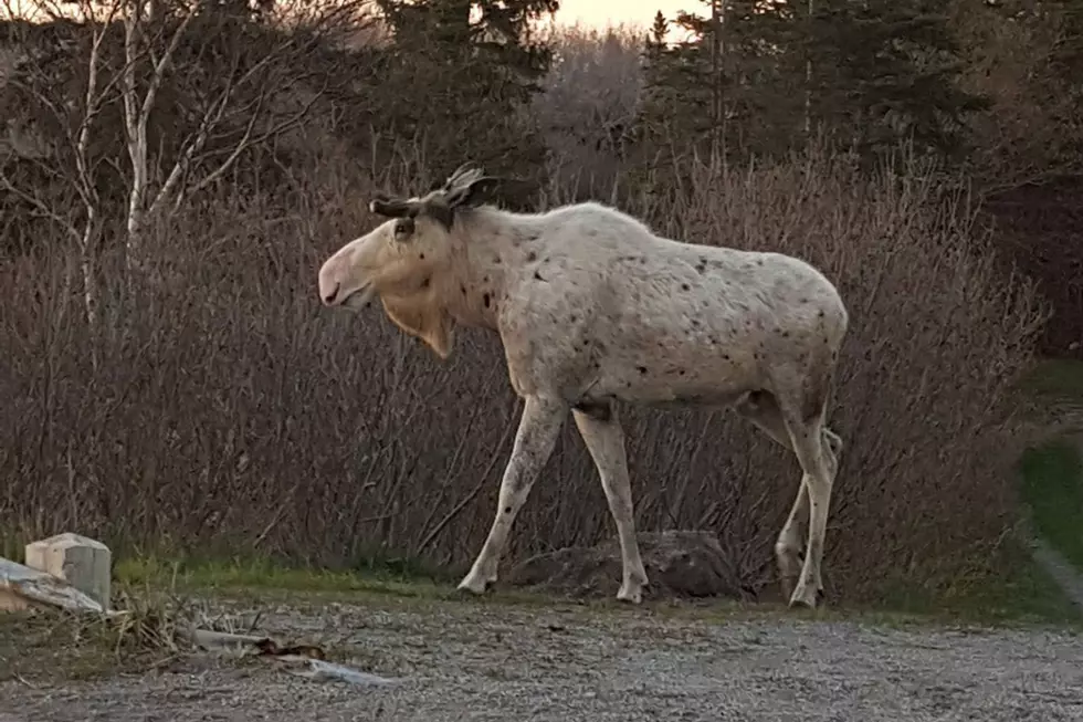 WATCH: Extremely Rare Albino Moose Caught On Video And It’s Stunning