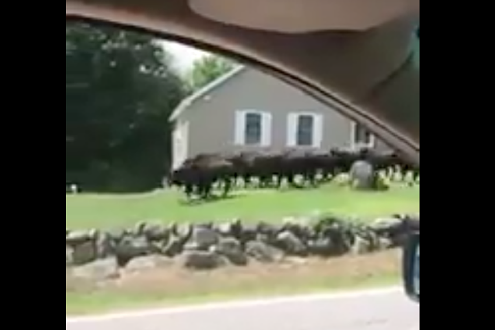 WATCH: A Herd Of Bison Got Loose In New Hampshire And It Looked Like A Scene Out Of Jumanji