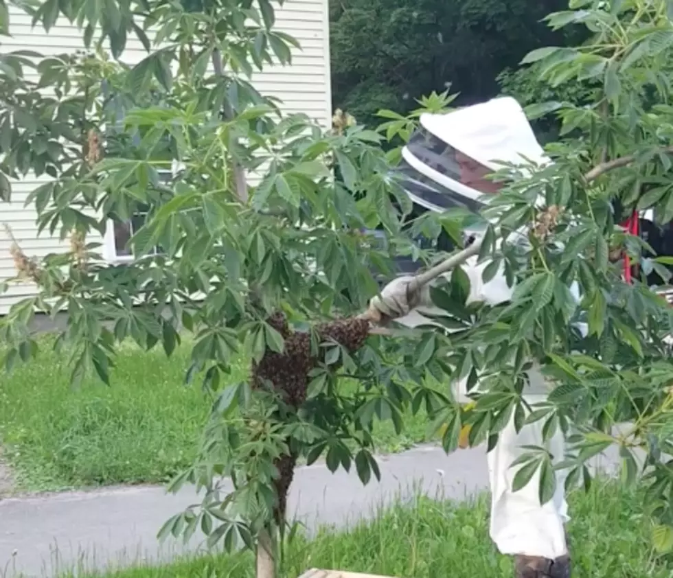 Watch the Bangor Police Department Do Battle With Bees [VIDEO]