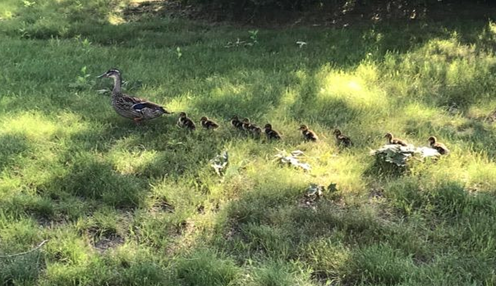 Brunswick Police Save Ducklings from a Storm Drain