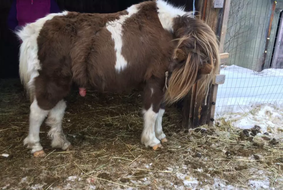 A Pony In Bridgton Needs Your Help To Get A Desperately Needed Penis Surgery