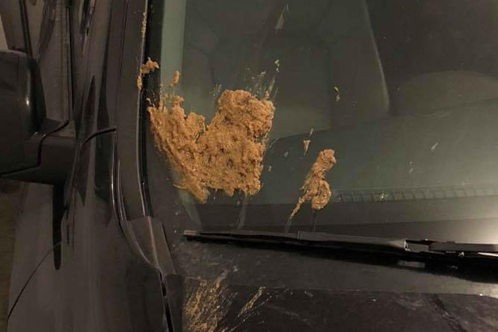 Angry Pedestrians Throw Dog Feces At Car Who Didn’t Stop For Them In Yarmouth