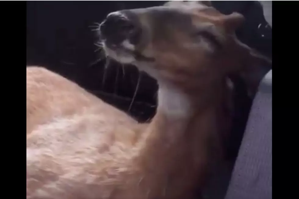 WATCH: Injured Deer Gets Picked Up By A Man And His Subaru