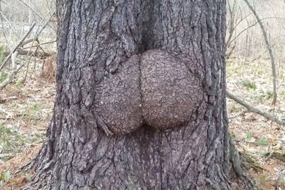 This Tree Spotted In Maine Has Some Real Junk In Its Trunk
