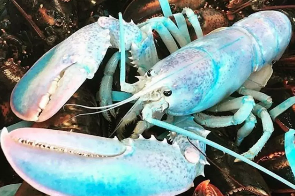 Rare Cotton Candy-Colored Lobster Caught Off The Coast Of Maine Is Now An Aquarium Attraction