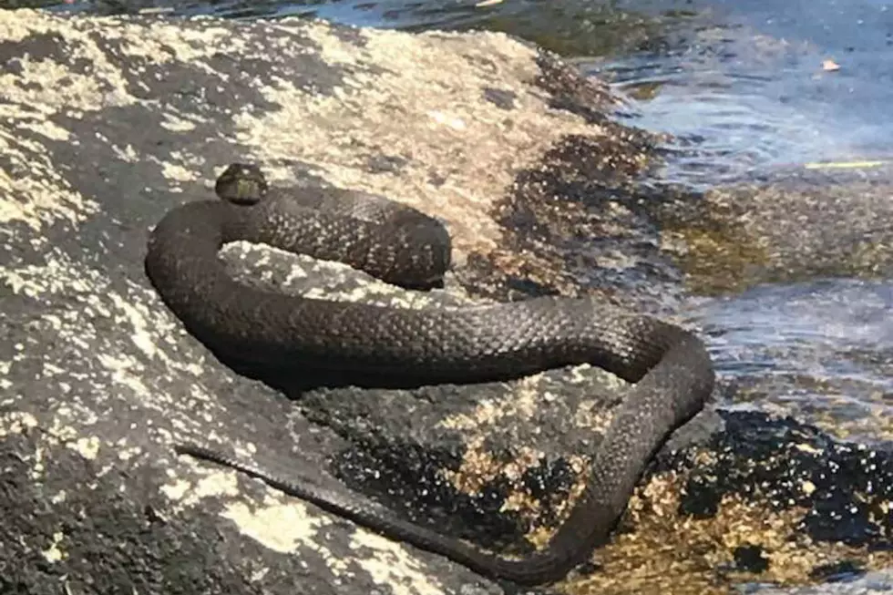 Huge Water Snake Spotted In Kennebunk Freaks People Out