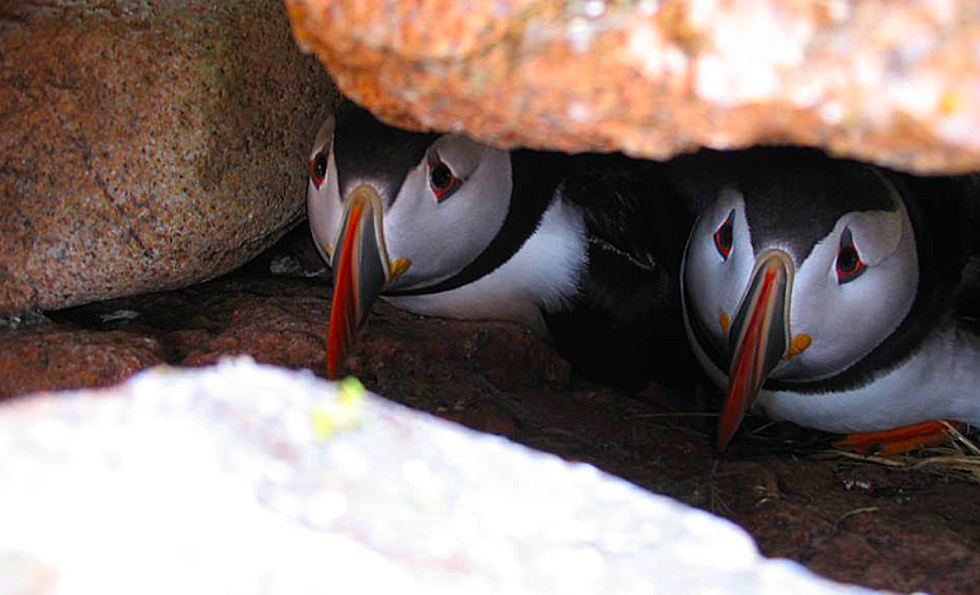 Did You Know You Can See Puffins in Maine?
