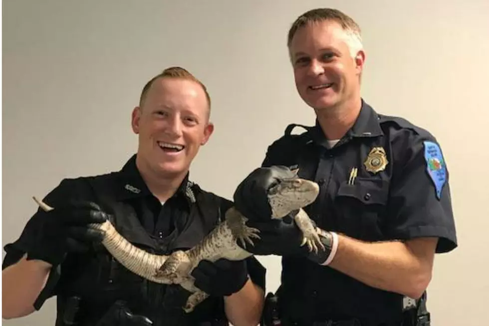 South Berwick Police Find Giant Lizard Sunning Itself In Someone’s Garden