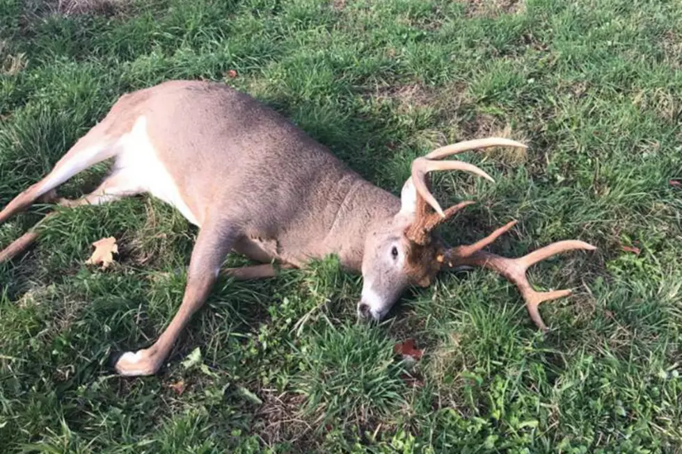 Game Wardens Seek Help In Solving Deer Poaching Case In Maine