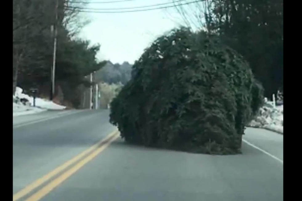 WATCH: Someone Dragged This Enormous Tree Down Route 25 In Standish