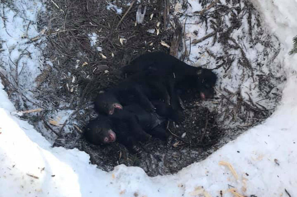 Bear Cubs In Northern Maine Rescued After Being Abandoned By Their Mother