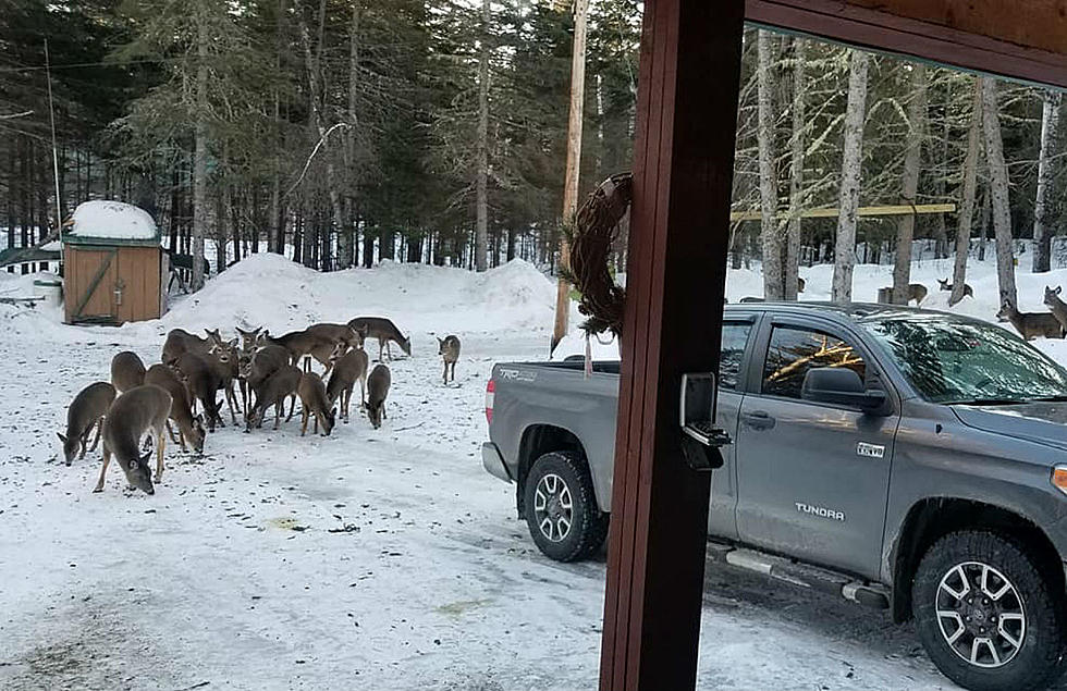 This Cabin Rental in Maine Gets Daily Visits From Dozens of Deer