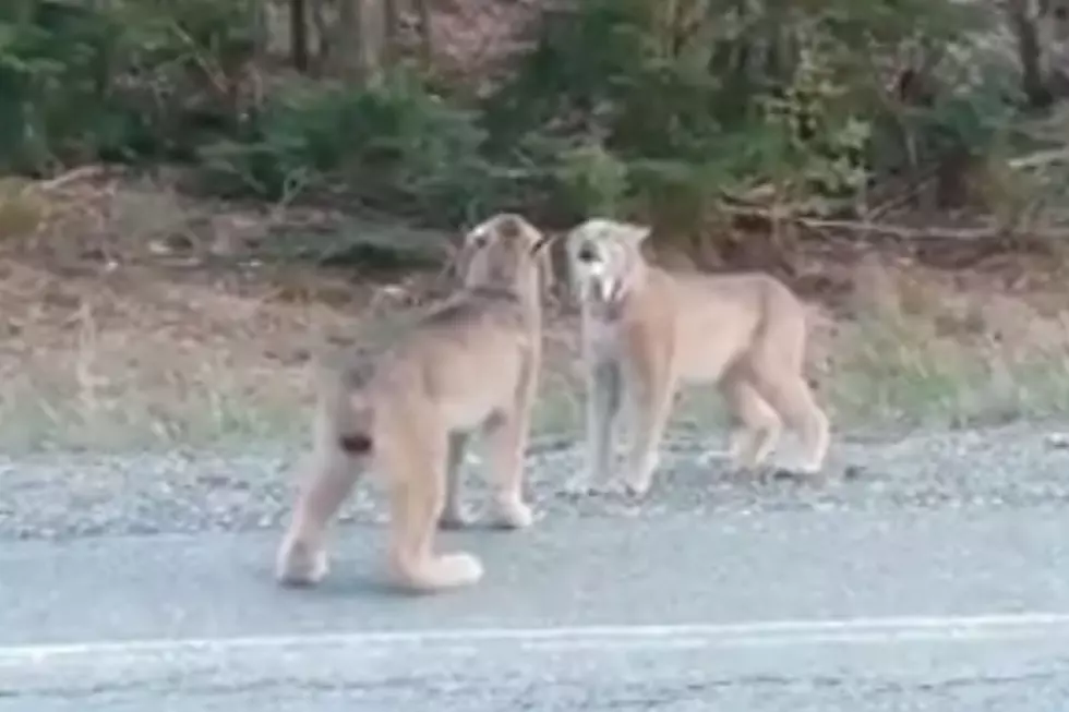 WATCH: Two Maine Lynx In Jackman Caught Using Their Unforgettable Voices