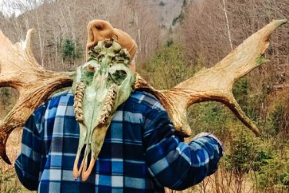 You Can Go On A Guided Moose Antler Hunt In The Maine Mountains