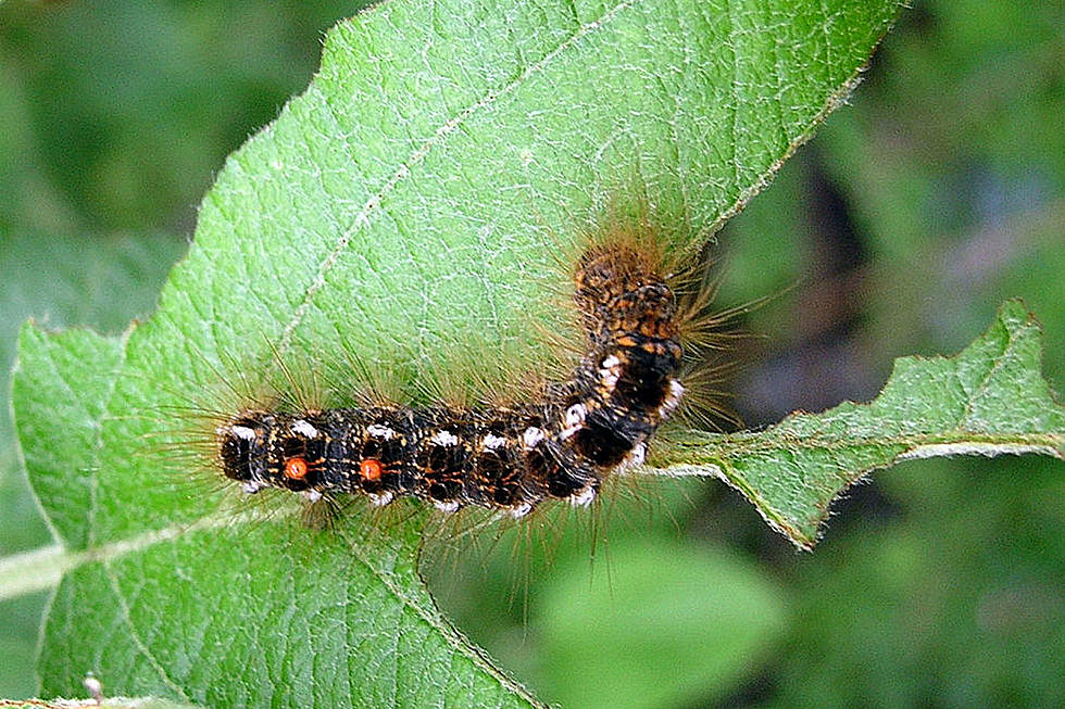 It's Officially Browntail Moth Caterpillar Season In Maine 