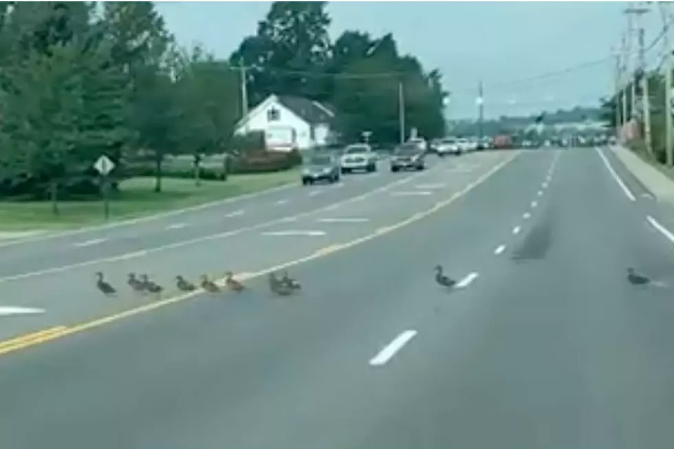 Drivers In Biddeford Stop To Let Dozens Of Ducks Cross Busy Road