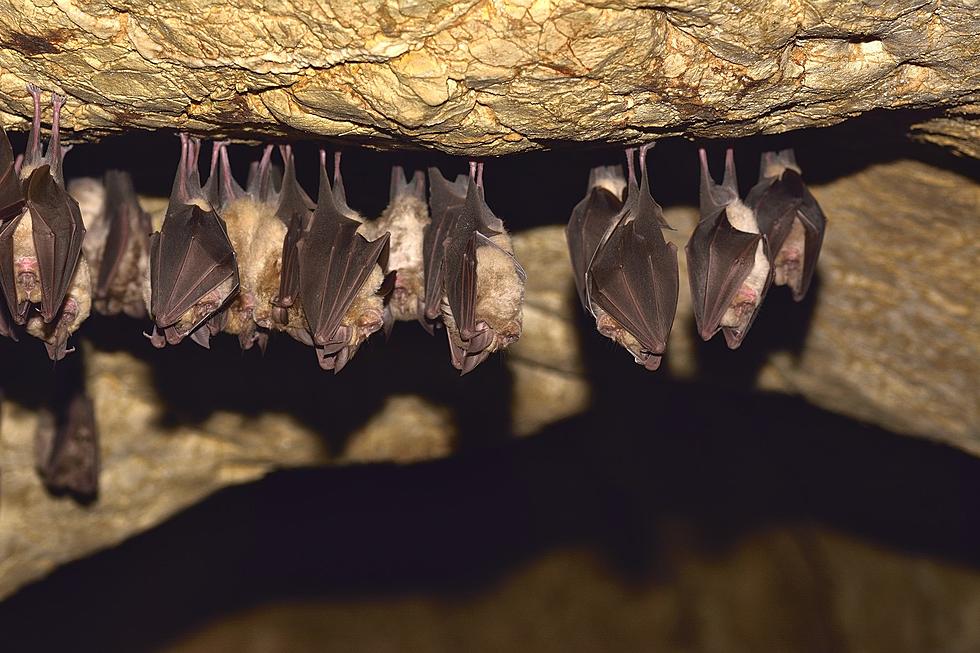 A Fungus Is Wiping Out Maine's Bat Population At An Alarming Rate