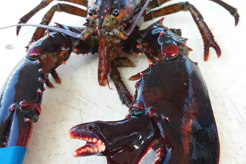 Lobster Caught In Maine Has Alien-Looking Thing Growing From Claw