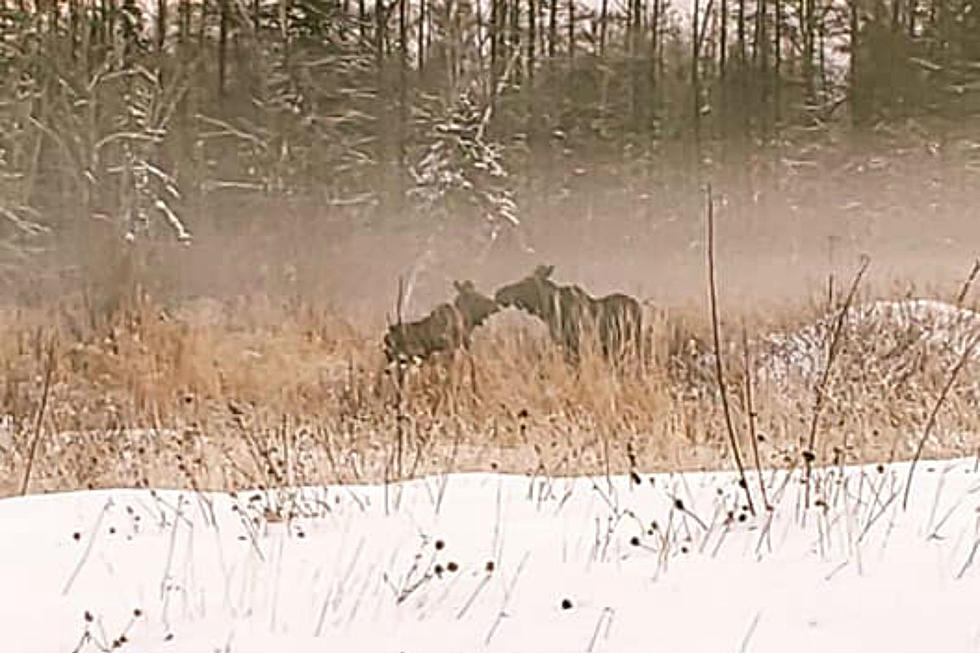 Someone Snapped A Photo In Maine Of What Looks Like Two Moose Kissing