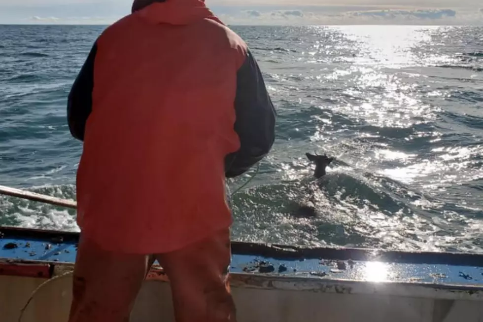 Lobsterman Rescues Deer 5 Miles Off Shore in Maine