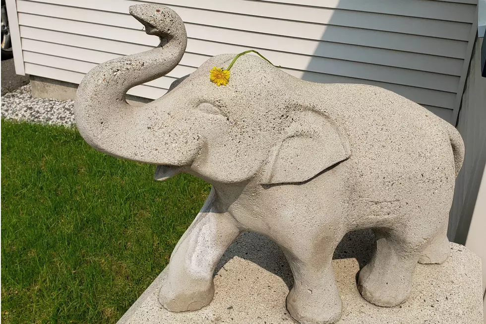 Brunswick Resident Searching For 150lb Concrete Elephant Stolen From Their Front Porch