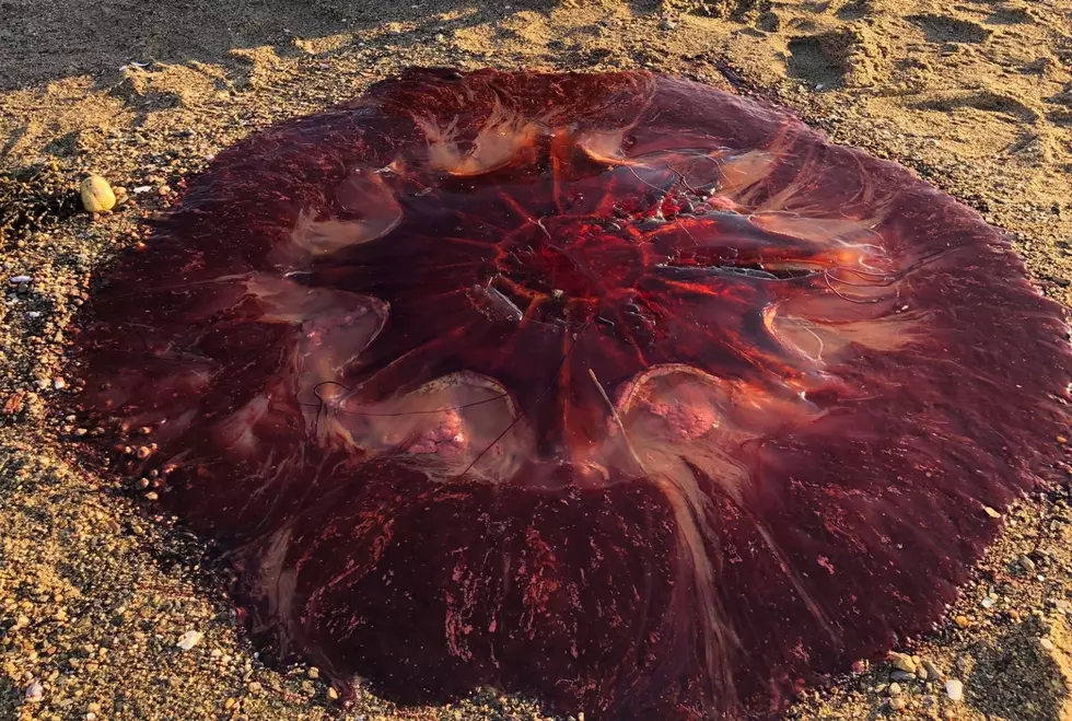 Massive Jellyfish Washes Up On Peaks Island Beach