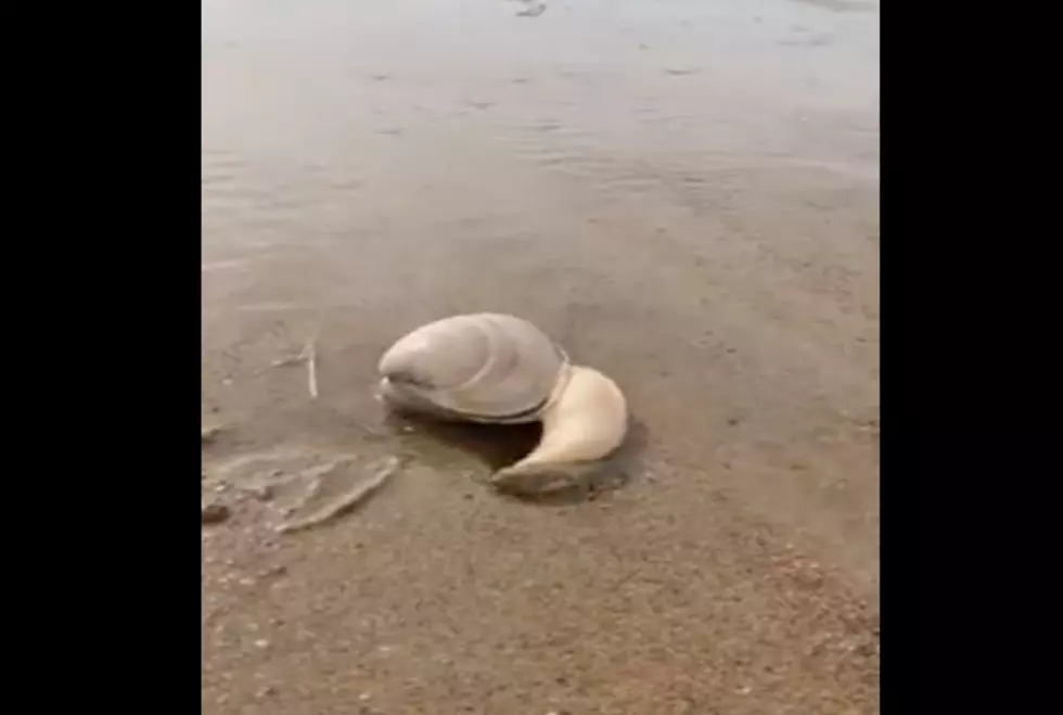 A Clam In Old Orchard Beach Comes Out Of Its Shell For A Snack
