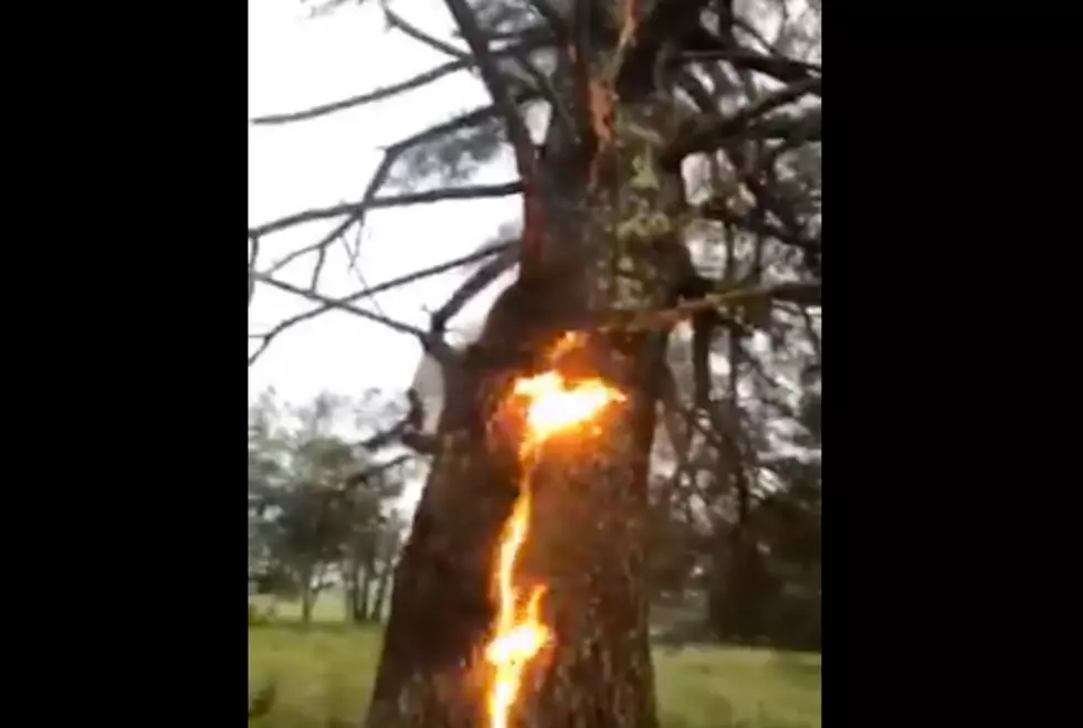 WATCH: Massive Lightning Strike in Maine Sets Tree On Fire From The Inside Out