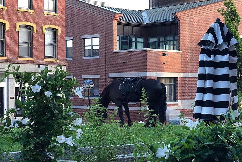 Someone Keeps Riding Their Horse Into Portland's Old Port