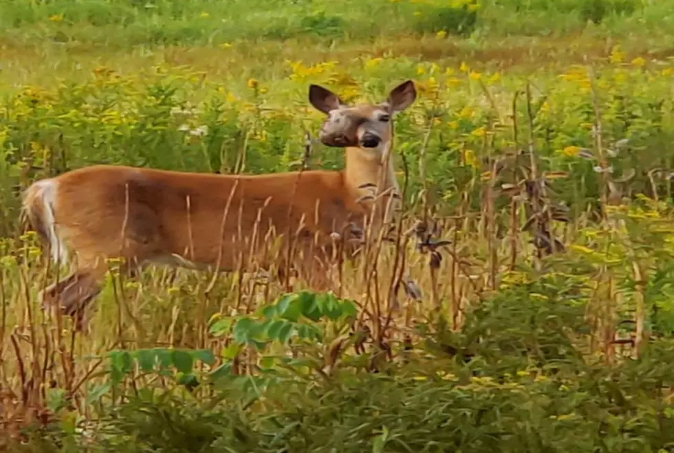 This Photo Of A Deer Is Breaking People's Hearts In Maine
