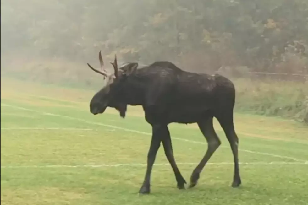 A Lost Moose Spent The Day &#8216;Touring&#8217; The City Of Scarborough