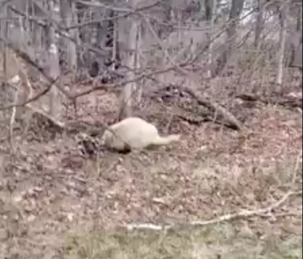 Another ‘Ghost’ Spotted In Maine; This Time It’s A Rare Albino Porcupine