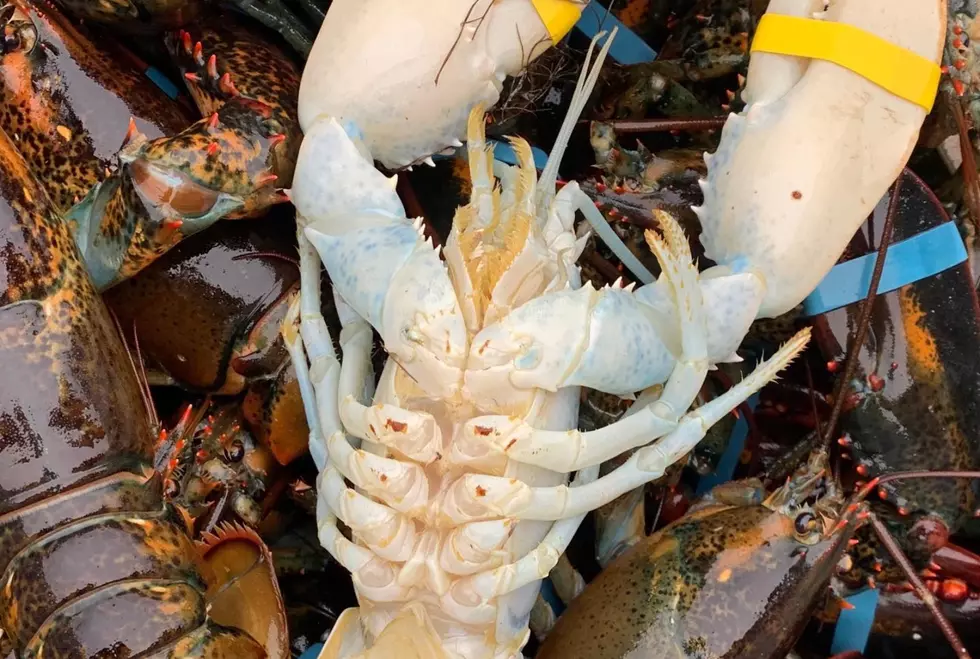 Right Before Halloween, A ‘Ghost’ Lobster Is Caught Off The Coast Of Maine