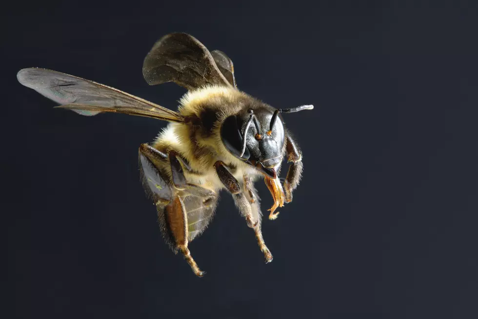 If You Noticed More Bees In Maine This Summer, There&#8217;s A Reason Why