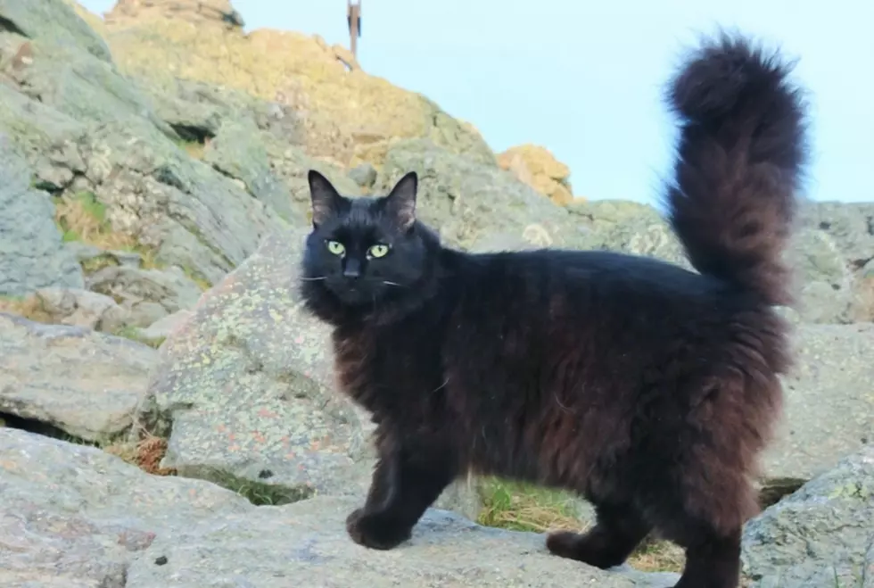 Mt. Washington Observatory’s Famous Cat ‘Marty’ Has Died
