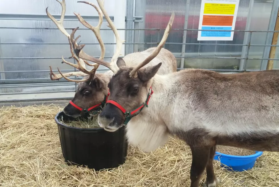 Get Up Close And Personal With Santa’s Magical Reindeer At A Maine Greenhouse In November