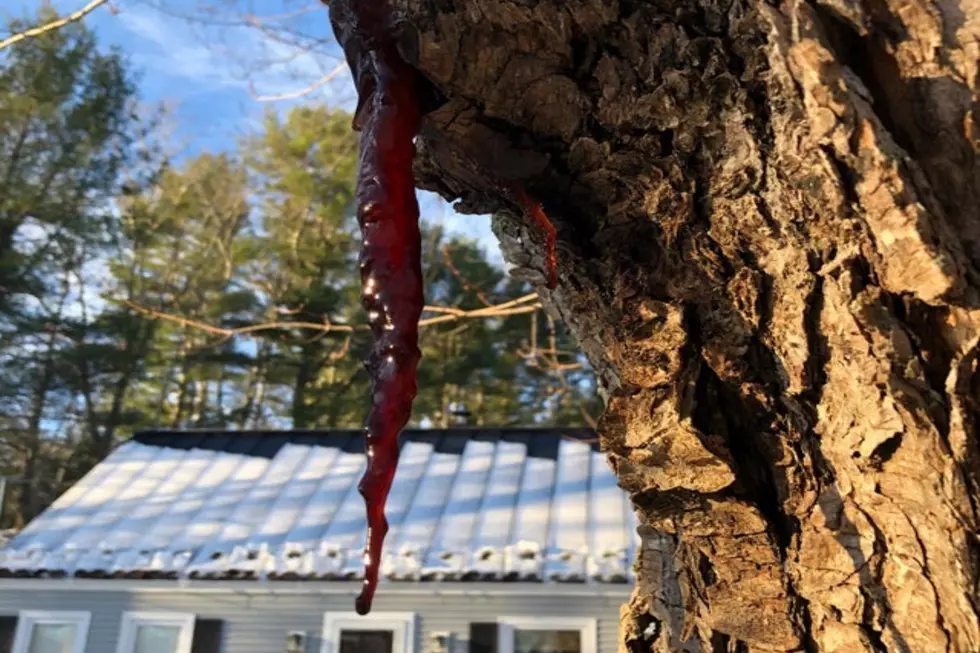 Why Is This Tree In Yarmouth 'Bleeding' Red Icicles?