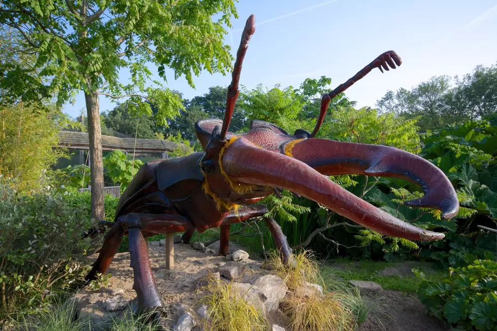 ROADTRIP: Giant Animatronic Insect Exhibit in New Hampshire