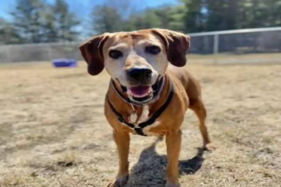 Cute Dog Stuck in Maine Shelter for 395 Days Looking for a Home