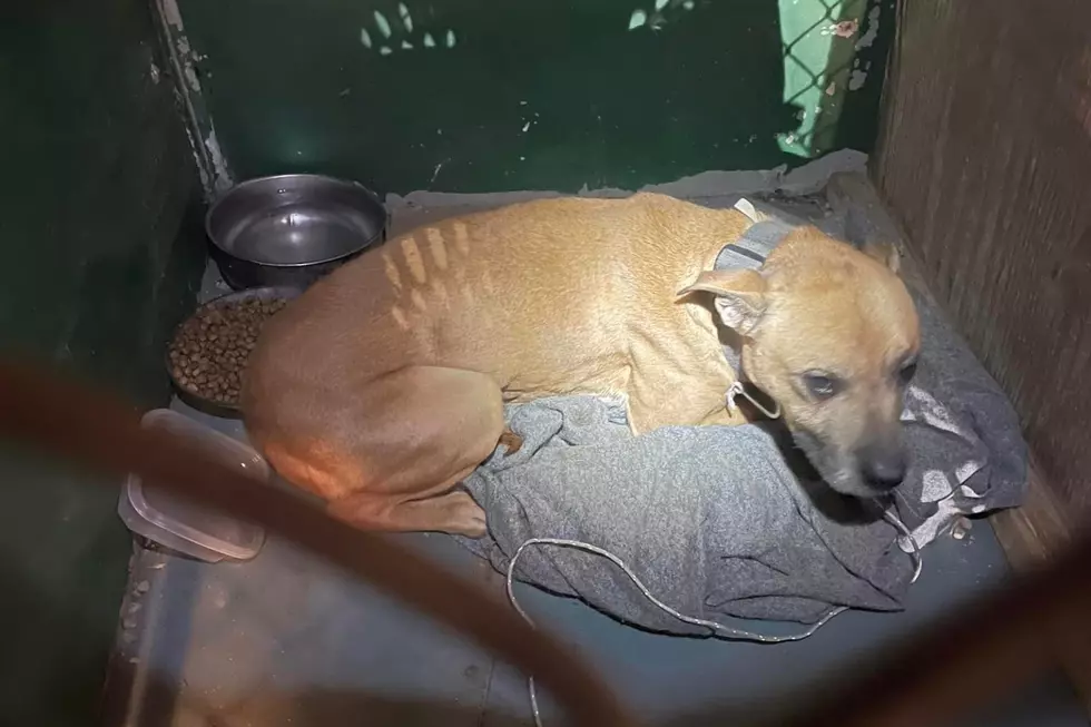 Caribou, Maine Police Rescue Dog Left in Closet of Abandoned Home