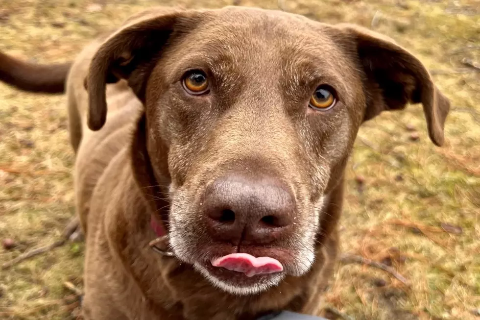 Dog in Shelter for Over 15 Months Looking for Maine Forever Home