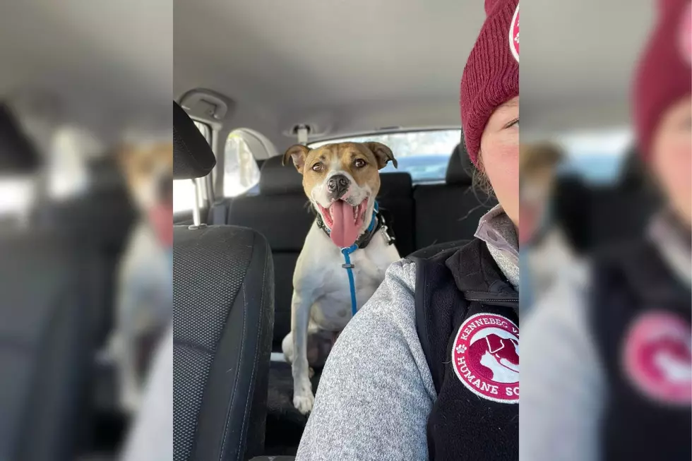 ‘Happy-Go-Lucky’ Maine Dog Waiting for a Forever Home for Over 76 Days