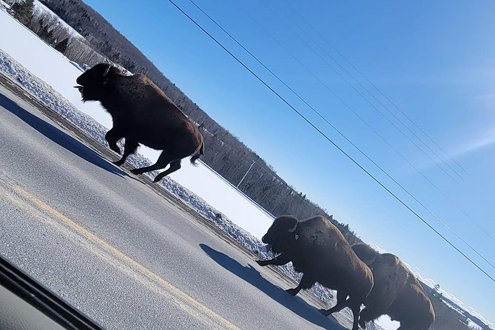 Ever Seen Bison on the Loose in Maine? Well, It Happened Again