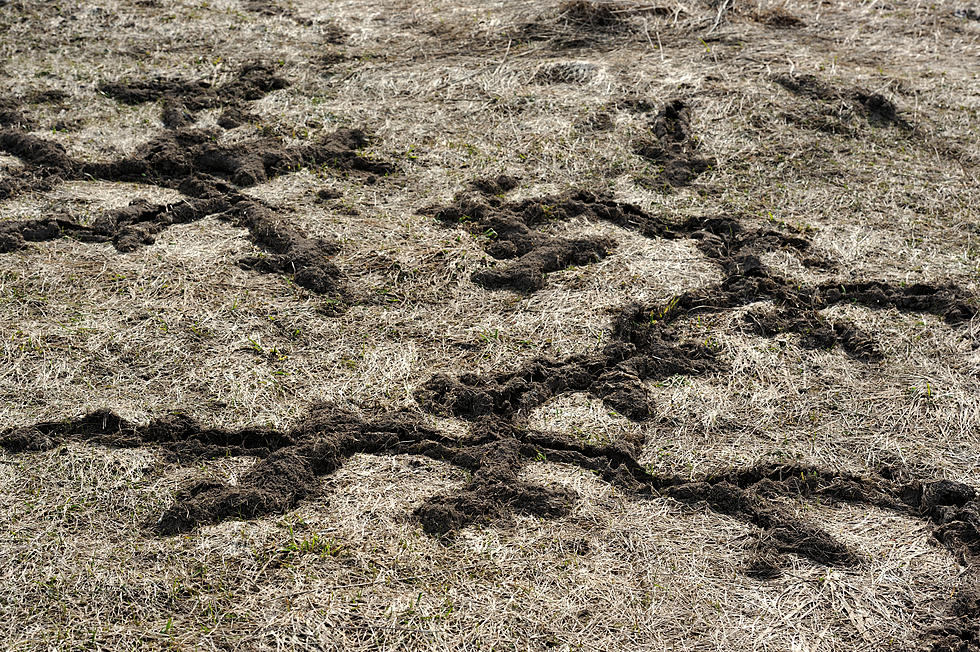Here’s Why Your Lawn Looks Likes This After the Snow Melts in Maine