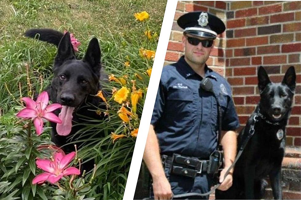 Heroic Active-Duty South Portland, Maine, K9 Has Sadly Passed Away