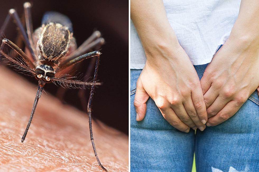 Person From Maine Needs Help Because Mosquitos Won’t Stop Biting Their Ass