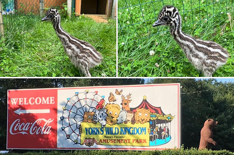 Have You Seen the Super Cute Baby Emus at York&#8217;s Wild Kingdom in Maine?
