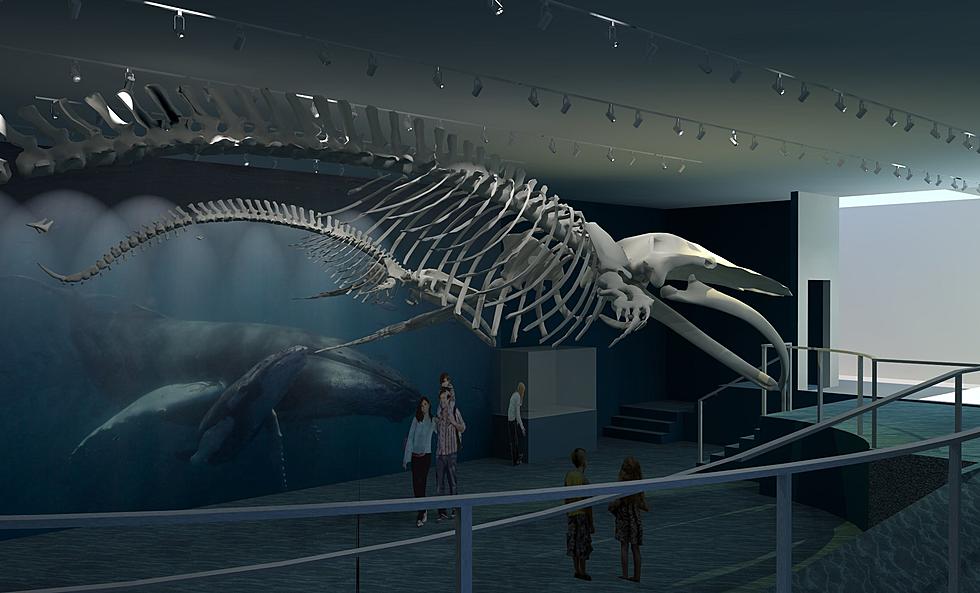 Massive Humpback Whale Skeletons Coming to Maine State Museum